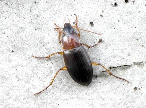 Réf. 218 137 : Calathus cinctus